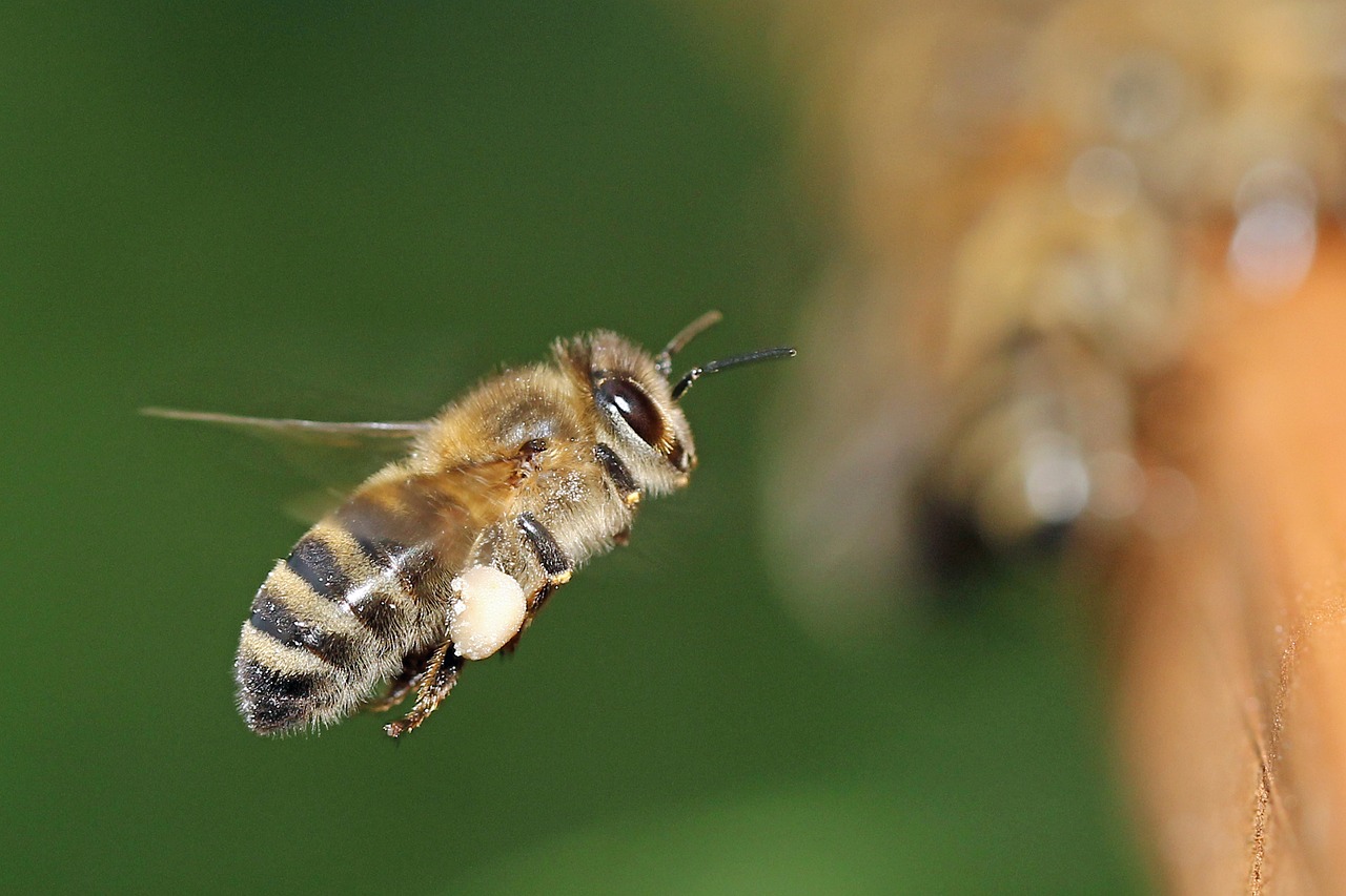 Basics of Eco-Friendly Beekeeping for Beginners
